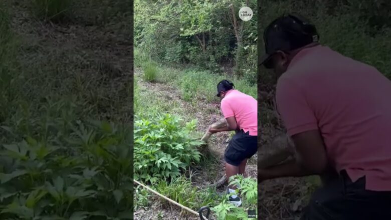 Massive python spotted on Atlanta Beltline. See bystander video.