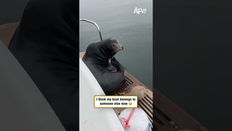 My boat got taken over by a sea lion 🏴‍☠️ #shorts #funny
