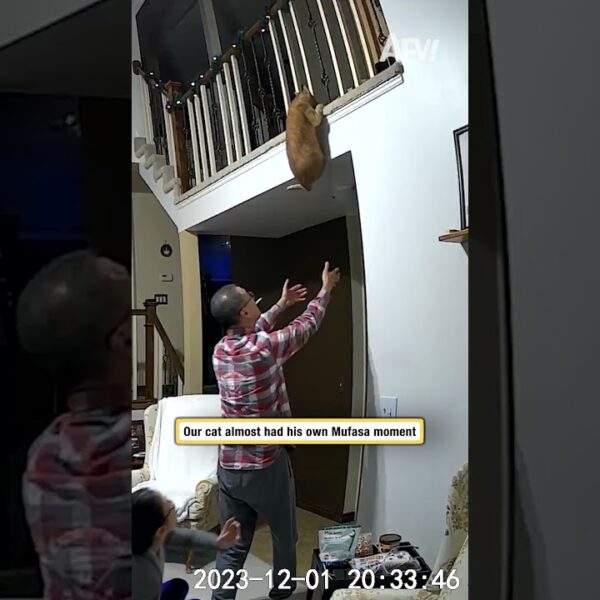 My cat almost had his own Mufasa moment