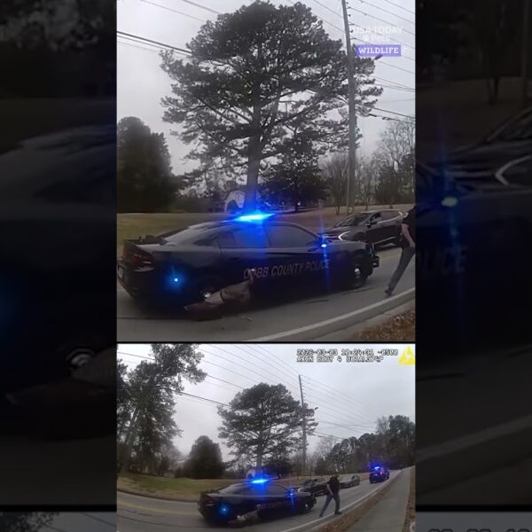 Officers encounter loose turkey blocking traffic. See what happens next.