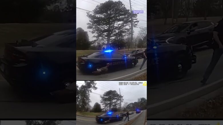 Officers encounter loose turkey blocking traffic. See what happens next.