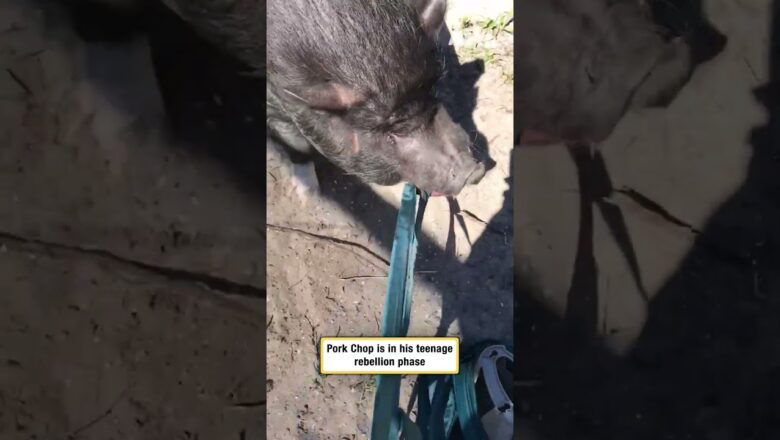 Pork Chop is in his teenage rebellion phase