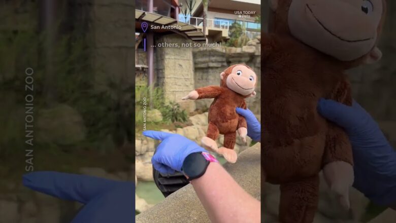 Primates get their own orangutan toys. See adorable Punch tribute.