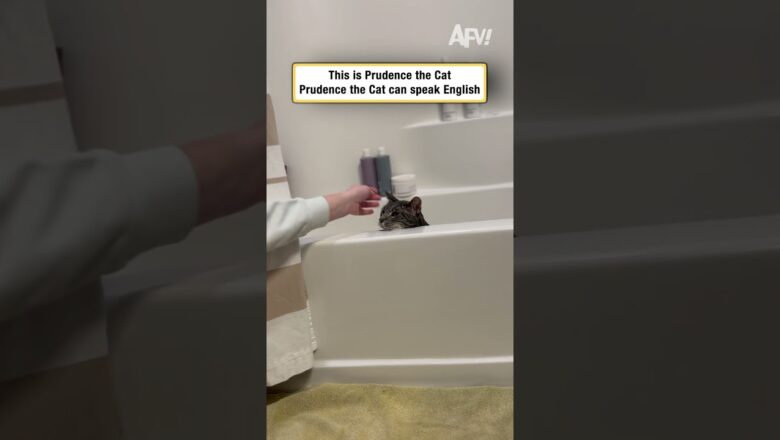 This Prudence the Cat. Prudence the Cat can speak English.