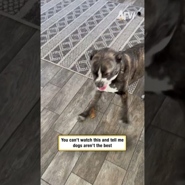 You can’t watch this and tell me dogs aren’t the best