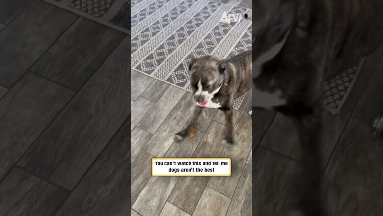You can’t watch this and tell me dogs aren’t the best