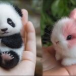 AWW! Cutest Baby Animals Ever 🐶🐱 | Funny & Cute Moments Compilation #1