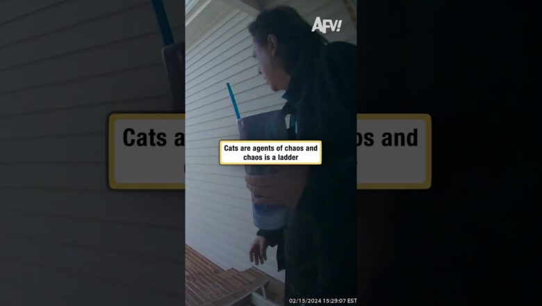 Cats are agents of chaos and chaos is a ladder