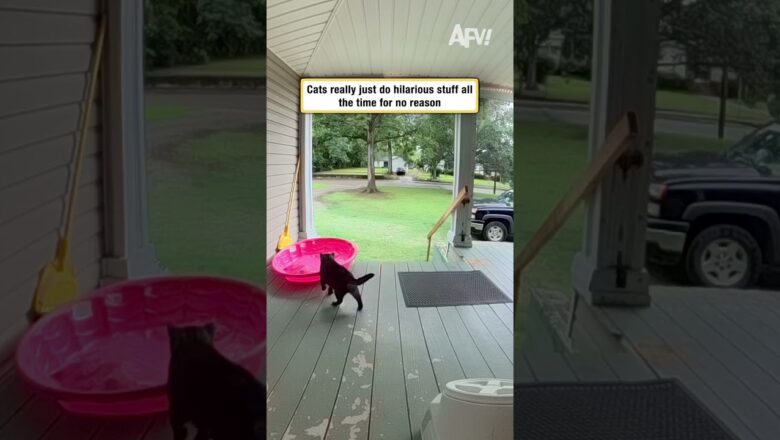 Cats really just do hilarious stuff all the time for no reason
