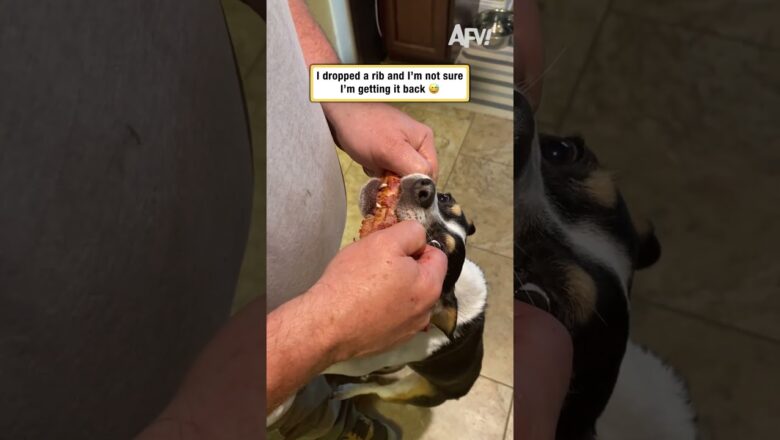 Dog Refuses to Give Up His Prize #funny #shorts