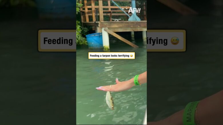 Feeding a tarpon looks terrifying 😅
