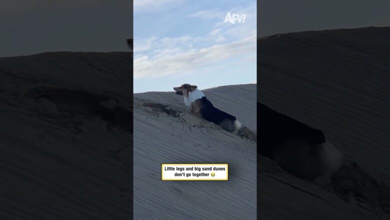 Little legs and big sand dunes don’t go together 😭