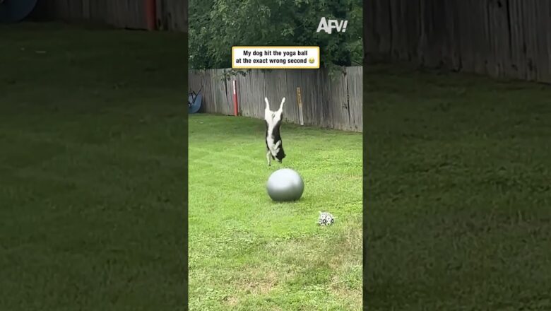 My dog hit the yoga ball at the exact wrong second 😭