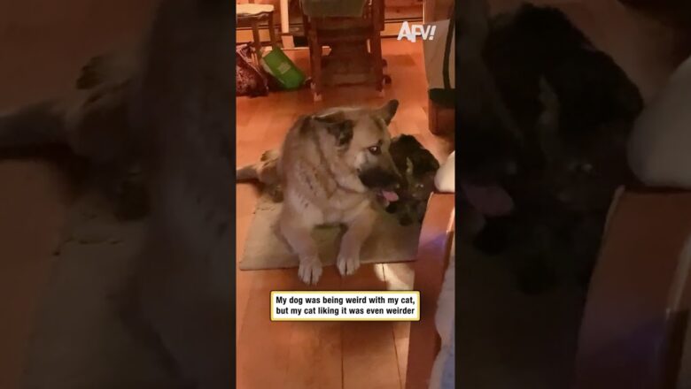 My dog was being weird with my cat, but my cat liking it was even weirder
