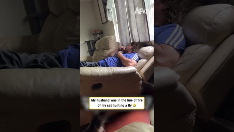 My husband was in the line of fire of my cat hunting a fly 🤣