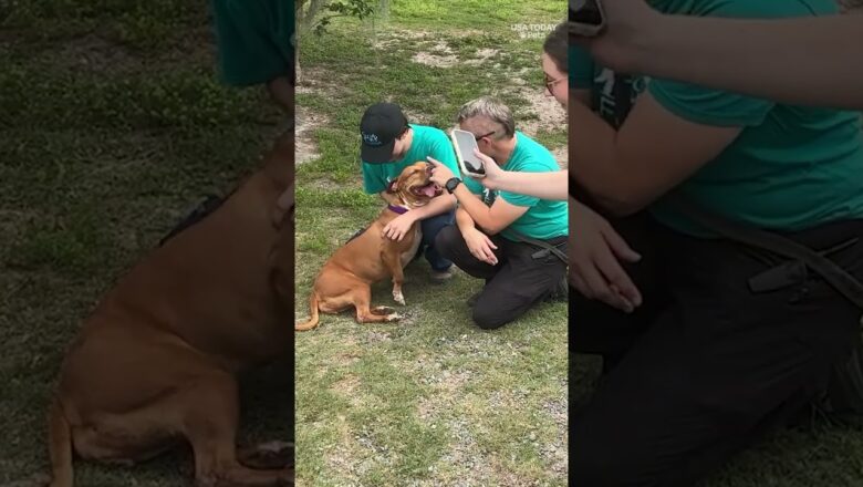 Shelter dog receives a hero’s sendoff after lengthy stay, health battle