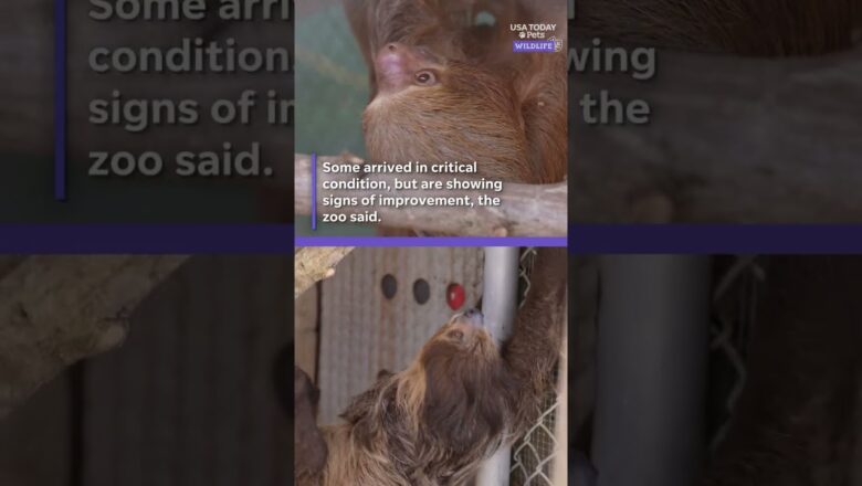 Sloths taken from Sloth World are recovering at Florida zoo