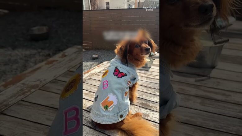 These dogs just out‑styled everyone thanks to Petco. See their cute denim jackets.