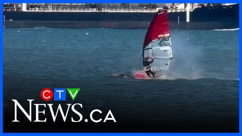 Windsurfer collides with whale in San Francisco Bay