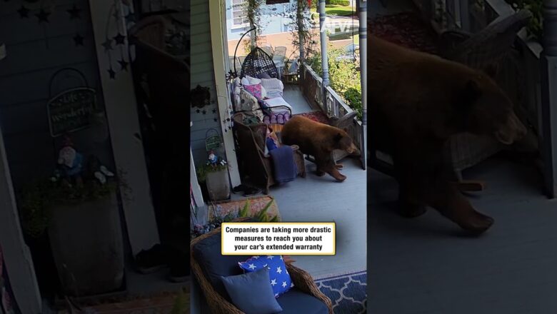 Bear Strolls Onto Porch Like He Owns the Place #shorts #wildlife #funny