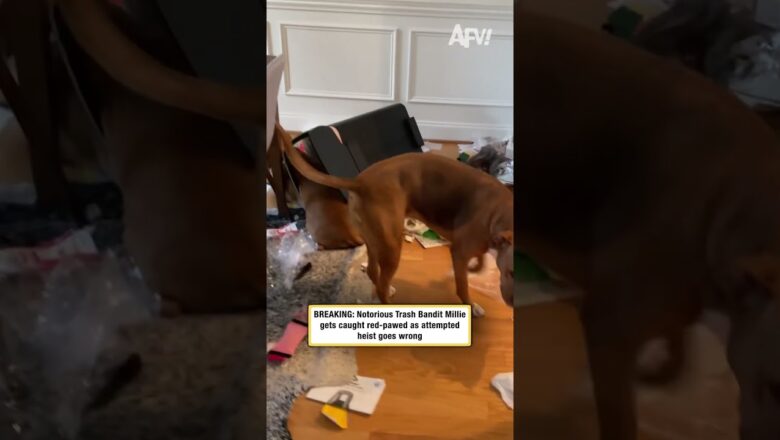 BREAKING: Notorious Trash Bandit Millie gets caught red-pawed as attempted heist goes wrong