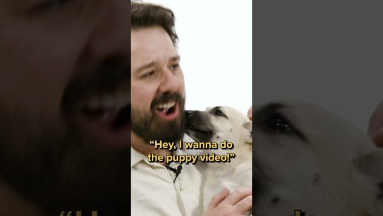 Ex-BuzzFeeders Spill Tea While Playing With Puppies
