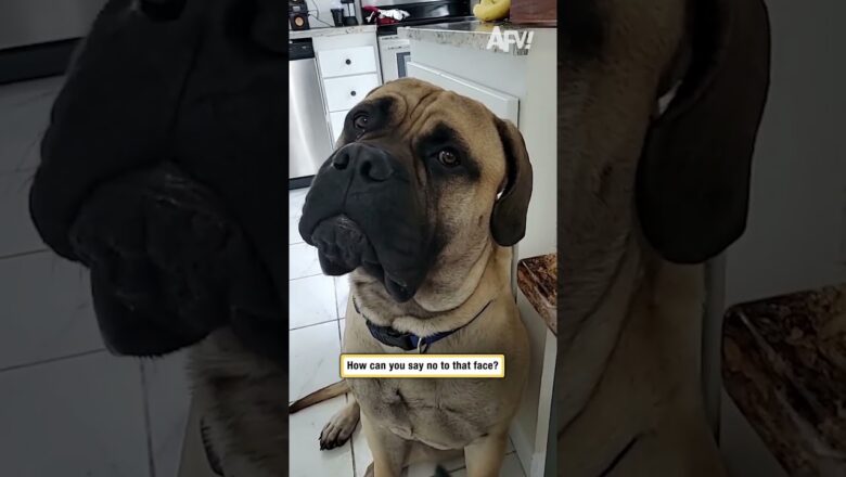How can you say no to that face?