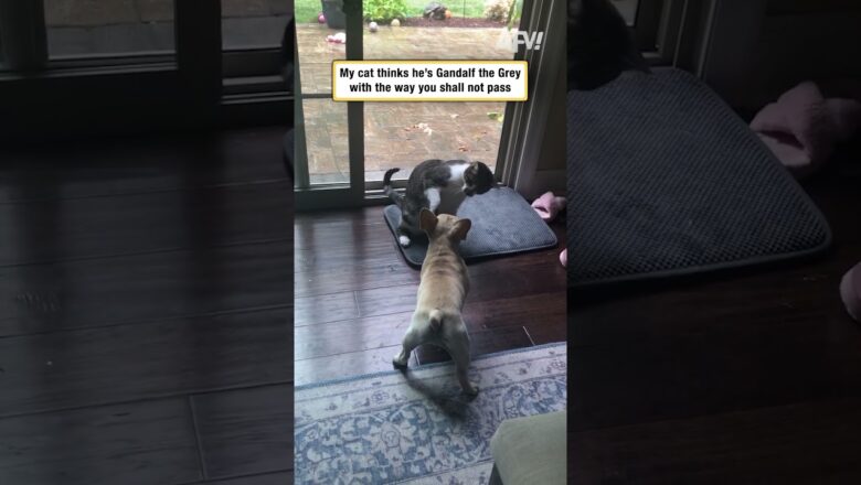 My cat thinks he’s Gandalf the Grey with the way you shall not pass