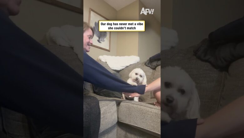 Our dog has never met a vibe she couldn’t match