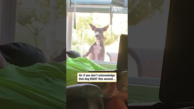 Sir if you don’t acknowledge that dog RIGHT this second…
