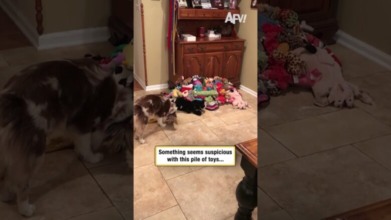 Something seems suspicious with this pile of toys…