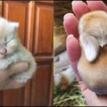 The Internet’s Cutest Baby Animals Compilation 🐶✨ 2026