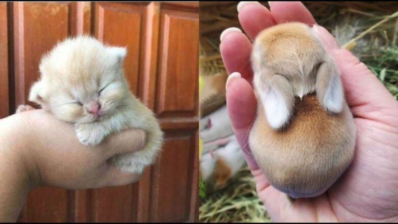 The Internet’s Cutest Baby Animals Compilation 🐶✨ 2026