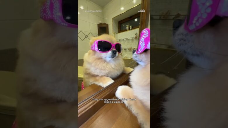 The Viral Skateboarding Pom Taking Over Crypto! 🤯