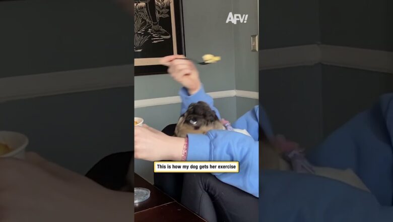 This is how my dog gets her exercise