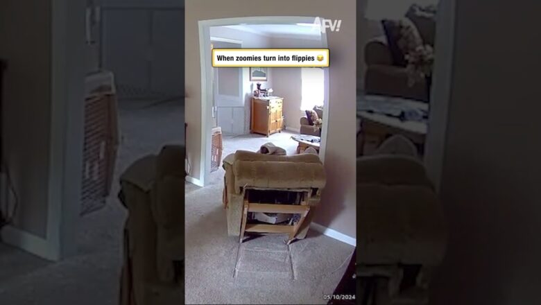 When zoomies turn into flippies
