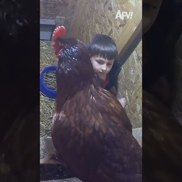 Boy severely overestimates his chickens 😅