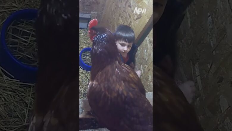 Boy severely overestimates his chickens 😅