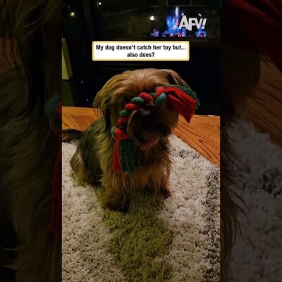 My dog doesn’t catch her toy but… also does?