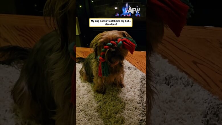 My dog doesn’t catch her toy but… also does?