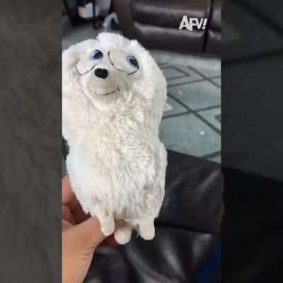 My dog literally made a new best friend