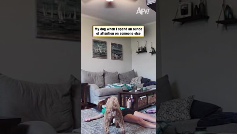 My dog when I spend an ounce of attention on someone else