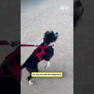 Our dog has quite the imagination