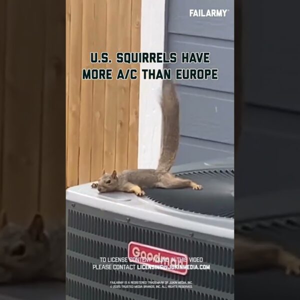 Squirrels just wanna have central air #heatwave #europe #worldcup #america #extremeweather
