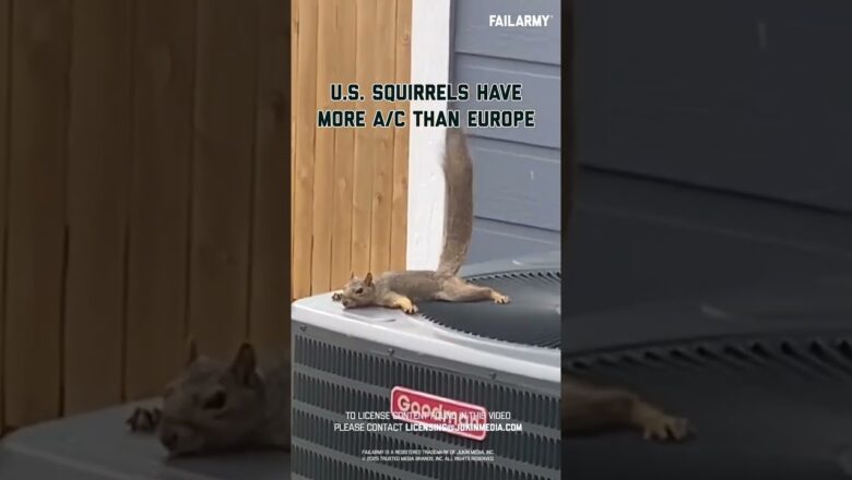 Squirrels just wanna have central air #heatwave #europe #worldcup #america #extremeweather