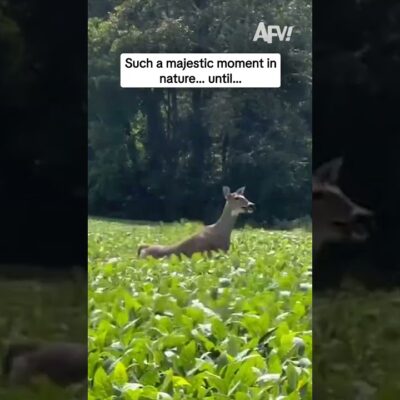 Such a majestic moment in nature… until…