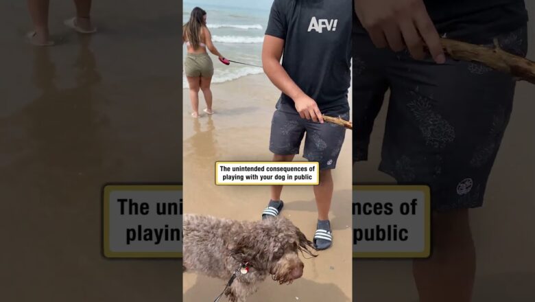 The unintended consequences of playing with your dog in public