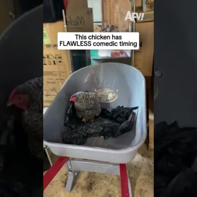 This chicken has FLAWLESS comedic timing