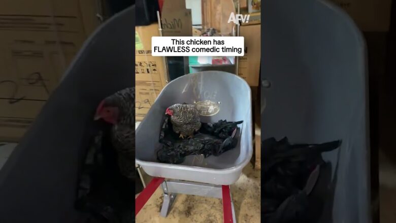 This chicken has FLAWLESS comedic timing