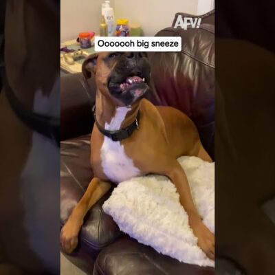 This dog’s sneeze is absolutely unhinged 😂